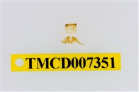 藏品(雙色澤蟹)的圖片